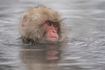 Snow monkey, Japanese macaque, primate