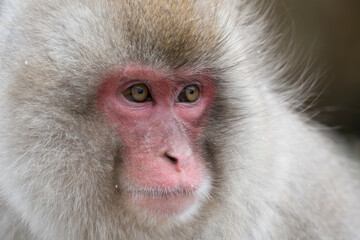 Fototapeta premium Snow monkey, Japanese macaque, primate