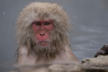 Snow monkey, Japanese macaque, primate