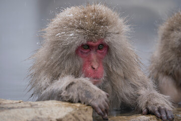 Naklejka premium Snow monkey, Japanese macaque, primate