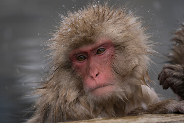 Snow monkey, Japanese macaque, primate