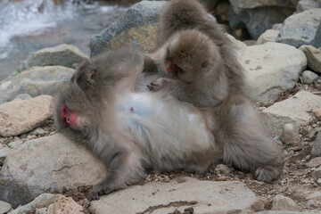 Snow monkey, Japanese macaque, primate