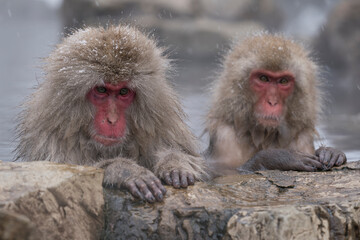 Naklejka premium Snow monkey, Japanese macaque, primate