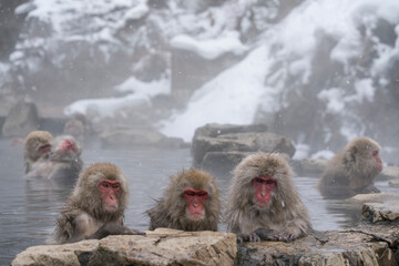 Fototapeta premium Snow monkey, Japanese macaque, primate
