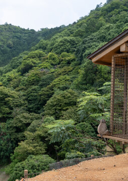 Mountain Monkey Relaxing on a Cage with Verdant Forest in Background
