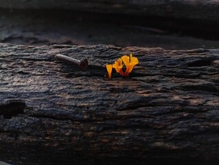 A beautiful golden yellow fungus mushroom grow on wood.