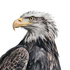A bald eagle with its wings slightly open, isolated on a white background.