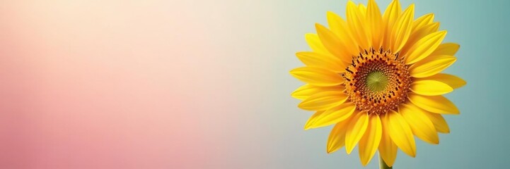 Fototapeta premium Sunflower against a soft and pastel-colored background, pastel, solo bloom