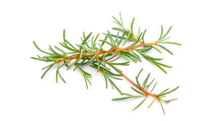 Isolated rosemary leaves and twigs on white background, herbs, spice, cooking, seasoning