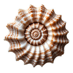 Obraz premium Slice of Garlic Pizza Bianca with Mozzarella and Basil Isolated on Transparent Background.