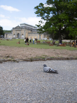 Pigeon in Nara Park Overlooking Deer and Nara National Museum