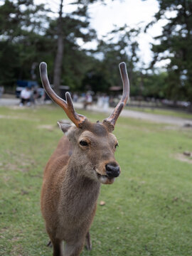 Graceful Deer with Antlers in Peaceful Japanese Nara Park