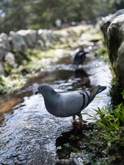 Peaceful Pigeon in a Clear Stream in Tranquil Nara Park, Japan