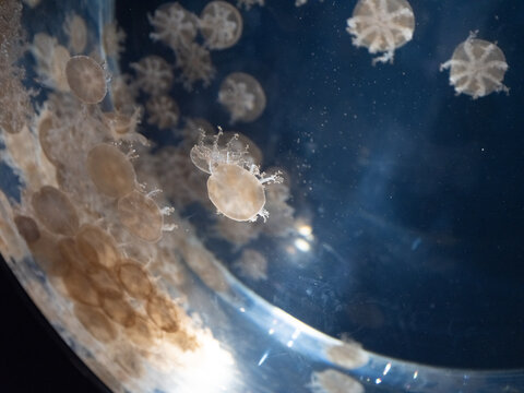 Delicate Jellyfish Gracefully Floating in a Deep Blue Japanese Aquarium Display