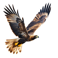 A golden eagle with sunlit wings, isolated on a white background.