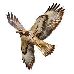 Fototapeta premium A hawk in mid-flight, isolated on a white background.