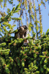 Merlin bird