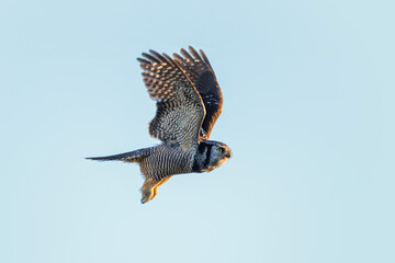 Northern hawk owl