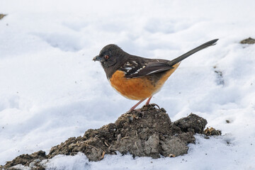 Spotted towhee bird