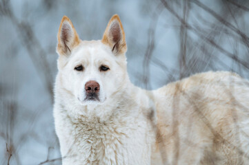 Dog in white colour in forest during winter
