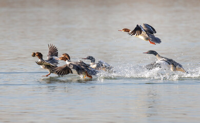 Common Merganser bird