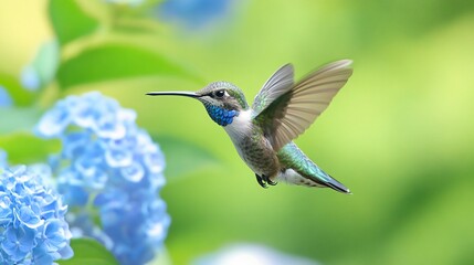 Naklejka premium Hummingbird Hovering Hydrangea Image
