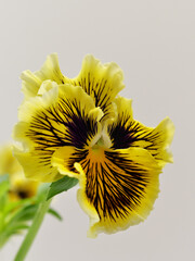 黄色いパンジー・ビオラ