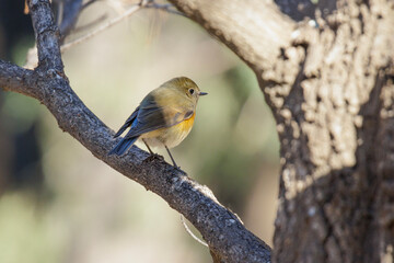 Red-flanked Bluetail bird