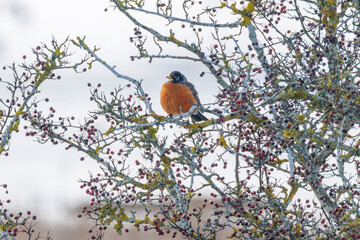 American robin bird