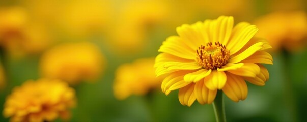 Sunny yellow terry zinnias, soft focus background , sun, floral