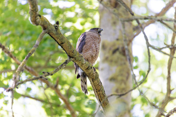 Cooper's hawk bird