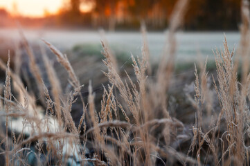 Fototapeta premium Beautiful sunrise in the forest during misty summer morning with close-up of dry grass bents