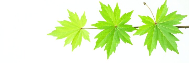 Fototapeta premium Fresh green maple leaves on a single isolated branch against white background, botanical, tree, nature