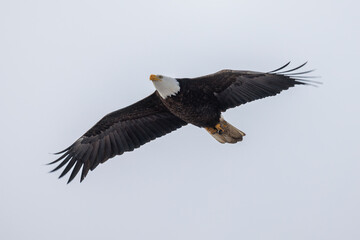 Bald eagle bird