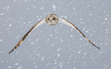 Short eared owl