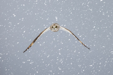 Short eared owl