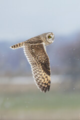 Short eared owl