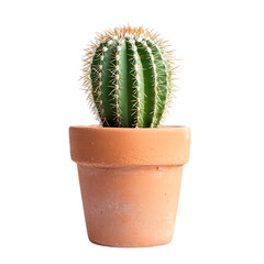 A small potted cactus isolated on white