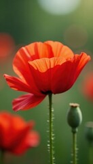 Fototapeta premium Close-up vibrant red poppies, delicate petals, photography, sacrifice, fallen