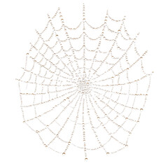 Obraz premium A spider web glistening with morning dew, isolated on a white background.