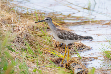 Lesser yellowlegs bird