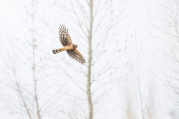 Northern Harrier bird