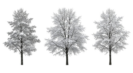 PNG, collection of snow coverd trees, set of trees, frozen trees, snow-covered branches, winter trees set