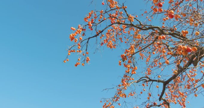 Harvest persimmon trees outdoors in autumn