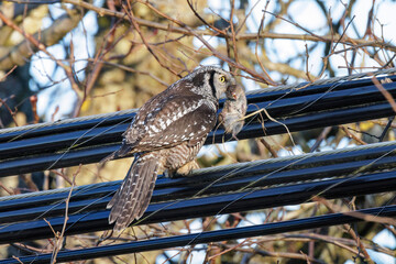 Northern hawk owl