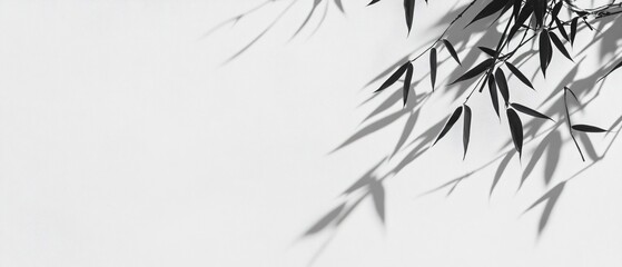 Fototapeta premium Bamboo leaf shadows on white wall