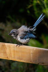Naklejka premium California scrub jay bird