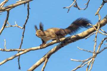 Eurasian Red Squirrel