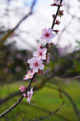 Almond flowers. Flowering almond tree in the garden. Blooming pink flowers on the branches