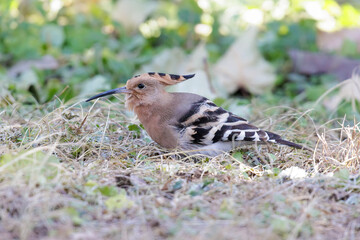 Eurasian Hoopoe bird © Feng Yu